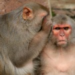 Monkey Advice: 3 Pieces of Business Advice You Need to Disregard