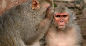 Monkey Advice: 3 Pieces of Business Advice You Need to Disregard